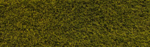 grass texture